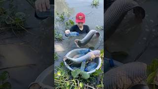 Survival fish trapping skills to catch river monsters [upl. by Nahgeam]