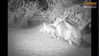 Bilby Joeys at Perth Zoo [upl. by Chastain]