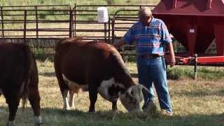 Miniature Herefords [upl. by Diarmid]