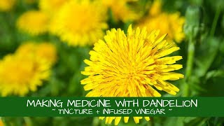 Making Medicine with Dandelion  Tincture  Infused Vinegar [upl. by Htebsil415]