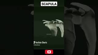 Scapular Attachment scapula 3d [upl. by Sivraj]