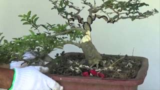 Bonsai Tutorials for Beginners How to Make Bonsai Trunk Look Fatter [upl. by Cutlerr]