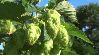 Growing Hops at Home Part 2 [upl. by Leunad73]