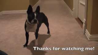 The Smartest Dog Marli the Boston Terrier [upl. by Jolee]