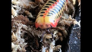 Crazy new Thai Species of Pill Millipede and their new setup Similar to Glomeris or Rhopalomeris [upl. by Halla]