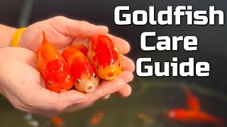 Beginner Goldfish Care Guide [upl. by Mora816]