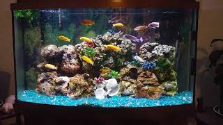 36 gal Bowfront mbuna cichlid tank [upl. by Asiak]