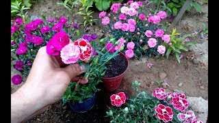 How To Grow and repot Carnations From Cuttings [upl. by Yenmor]