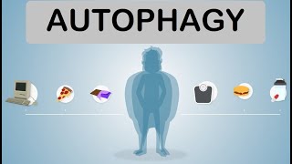 Autophagy  Intermittent Fasting Loose Skin Benefits Activation  Boost Autophagy [upl. by Ithaman]