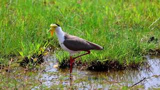 Masked lapwing [upl. by Stacee]