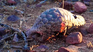 Pangolins The Most Trafficked Mammal In The World  The Lion Whisperer [upl. by Liuqnoj129]