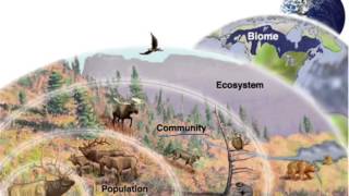 Levels of Organization in Ecology [upl. by Nnov61]