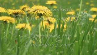 Spreading Dandelion Love The Dandelion Festival [upl. by Lontson548]