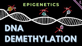 DNA Demethylation mechanisms  Part 2  Epigenetics  GATECSIRNET [upl. by Tove]