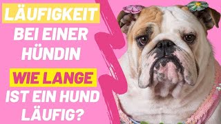 Läufigkeit bei einer Hündin 🚨 Wie lange ist ein Hund läufig [upl. by Engedus]