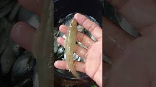 Biyaya ng ilog hatid ni bagyong Marce fishing buhayprobinsya fish [upl. by Kendry]