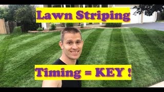 Lawn Striping Info  Best Time to Stripe Grass  500 SUBS SHOTOUT LAWN CARE [upl. by Horatio793]