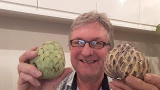 Growing Sugar Apple Sweetsop in a Container  Terrace Garden [upl. by Aleicarg]