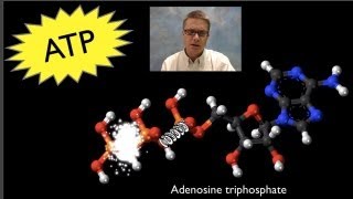 ATP Adenosine Triphosphate [upl. by Ilhsa]