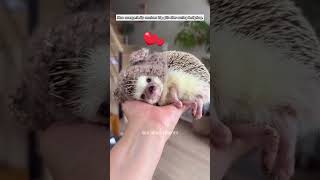 Man unexpectedly receives big gift after saving hedgehog hedgehog animals short [upl. by Oah]