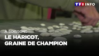 À Soissons  le haricot graine de champion [upl. by Anav972]