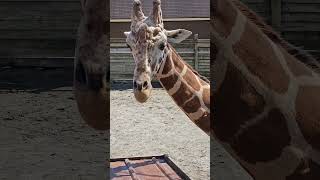 Cute Giraffe 🦒 Eats from the Roof 🥰 [upl. by Townsend]