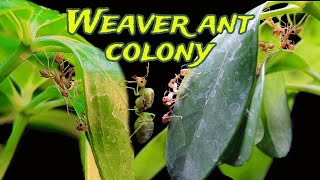 My Weaver ant Colony 🐜 🌿 [upl. by Vasiliki]