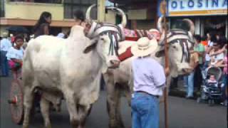 DESFILE DE BUEYES 2010 SAN RAMONwmv [upl. by Samale]