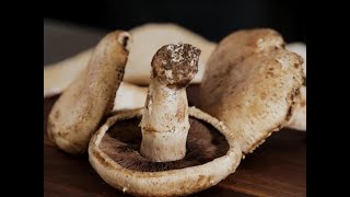 How To Dry Mushrooms In The Oven  Fantastic OvenDried Mushrooms [upl. by Onfroi795]