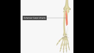 Anatomy of extensor carpi ulnaris Muscle  Origin Insertion Blood supply Nerve supply Action [upl. by Aleris]