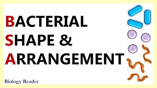 Bacterial Shape and Arrangement [upl. by Chrissie]