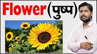 फूल के भाग  Parts of Flower  Structure of a Flower  Function of Flower  Botany [upl. by Nossah941]