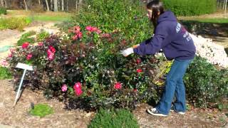 How to prune your Knockout Roses in the fall11 [upl. by Nivrag]