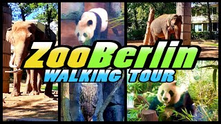 ZOO BERLIN walking tour  Zoologischer Garten Berlin  Germany 4k [upl. by Melina]