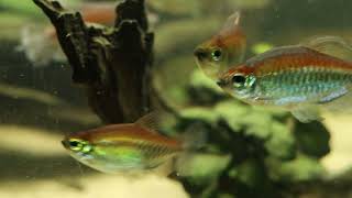 Congo tank update Congo Tetras and Leopard Bushfish [upl. by Araic488]