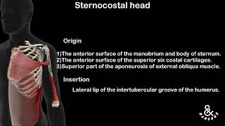 Pectoralis Major  Anatomy [upl. by Decca939]