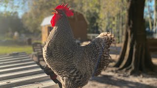 Barred rock chickens show quality [upl. by Devi]