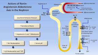 Sodium and Potassium Metabolism Renin Angiotensin Aldosterone and ADH [upl. by Ethelyn]