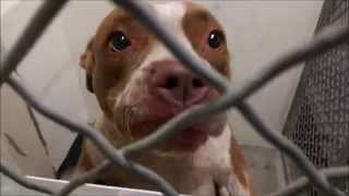 Shelter Dogs  Female Staffordshire Terrier Dog Crying For Attention  Adopt A Dog [upl. by Odlavu]