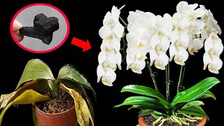 Unlocking the POWER of Orchid Recovery amp Simultaneous Blooming  Mind Blowing [upl. by Ayetal328]