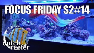 FF S214  Creating Optimal Flow in a Reef Tank [upl. by Ilegna]