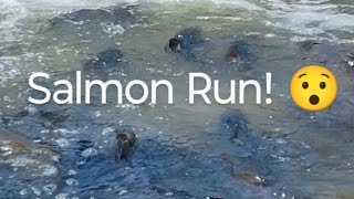 Salmon Run 😳 nature salmonrun fishing livestream [upl. by Westerfield]