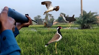 Red Wattled Lapwing Bird HuntWaterhean Hunting Bird HuntingAfaqhunter [upl. by Pathe648]