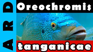 Oreochromis tanganicae [upl. by Housen]