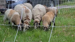 Blackbelly Katahdin Sheep Mowing Tall Grass [upl. by Nileak]