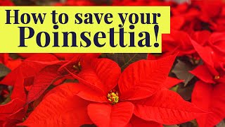 How to SAVE your POINSETTIA once the holidays are over [upl. by Griggs]