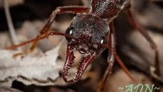 Des fourmis tueuses documentaire complet en francais YouTube 2 [upl. by Lac]