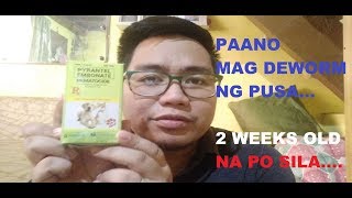 PAANO MAG DEWORM NG PUSA  NEMATOCIDE FOR CATS 5th vlog [upl. by Oyr]