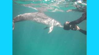 Swimming with Wild Dolphins Summer Solstice 2012 HumanDolphin Celebration  Bimini Bahamas [upl. by Akayas]