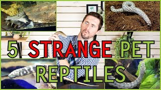 Five of the WEIRDEST Pet Reptiles You Could Possibly Get [upl. by Camilo]